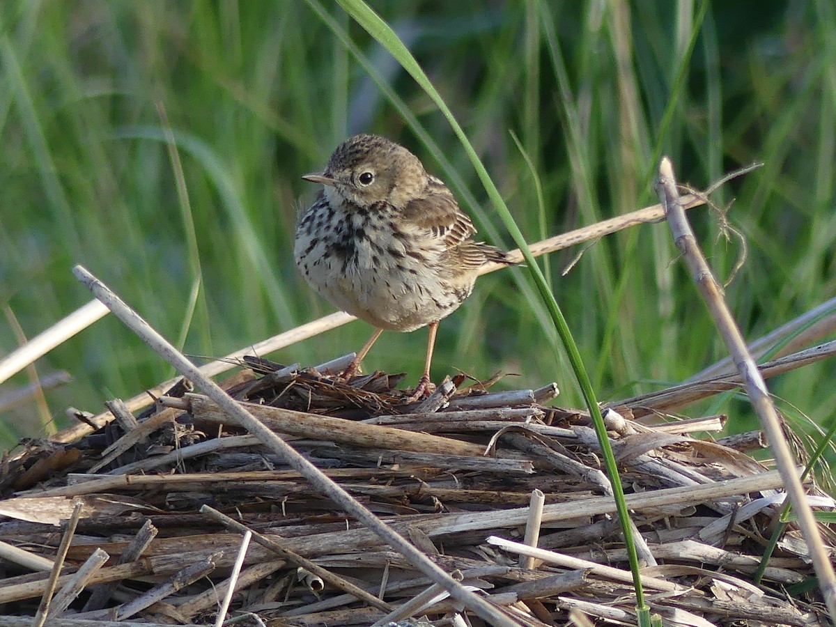 Meadow Pipit - ML618615071