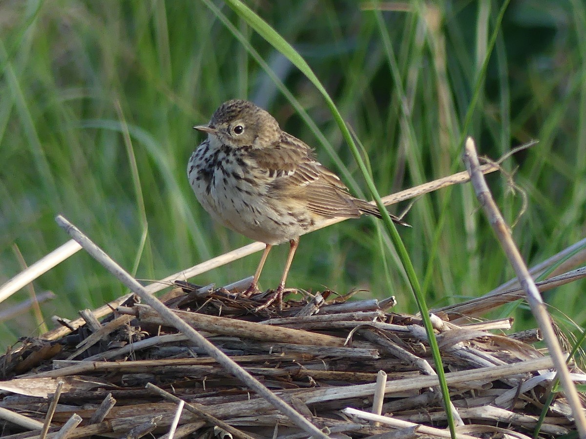 Meadow Pipit - ML618615072