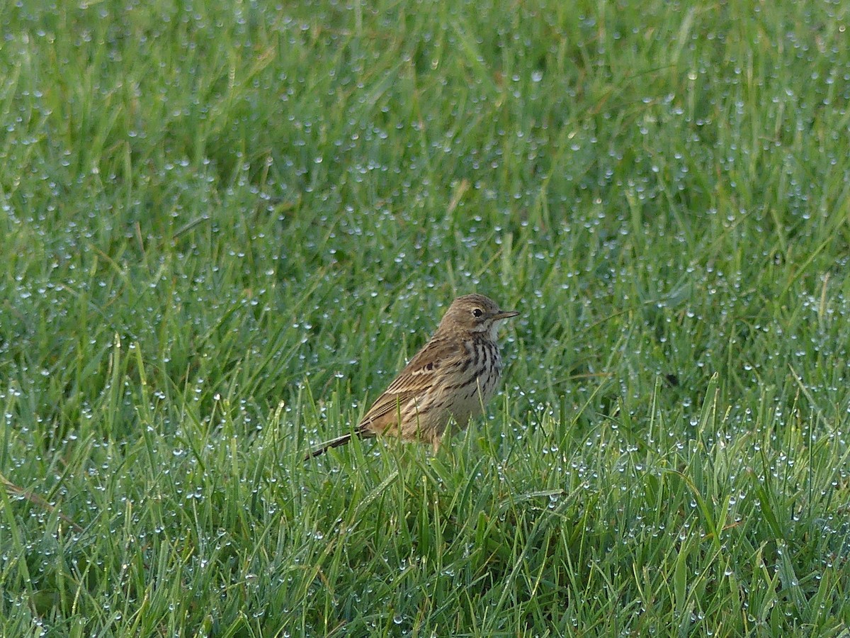 Meadow Pipit - ML618615073