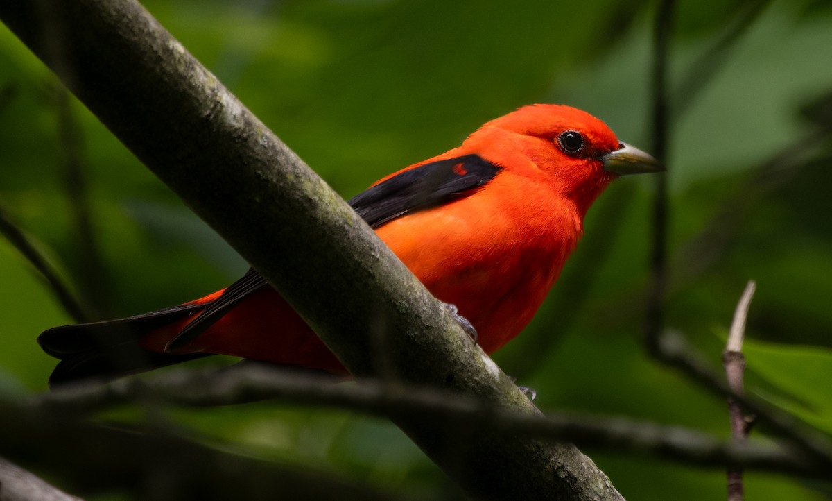 Scarlet Tanager - ML618615080