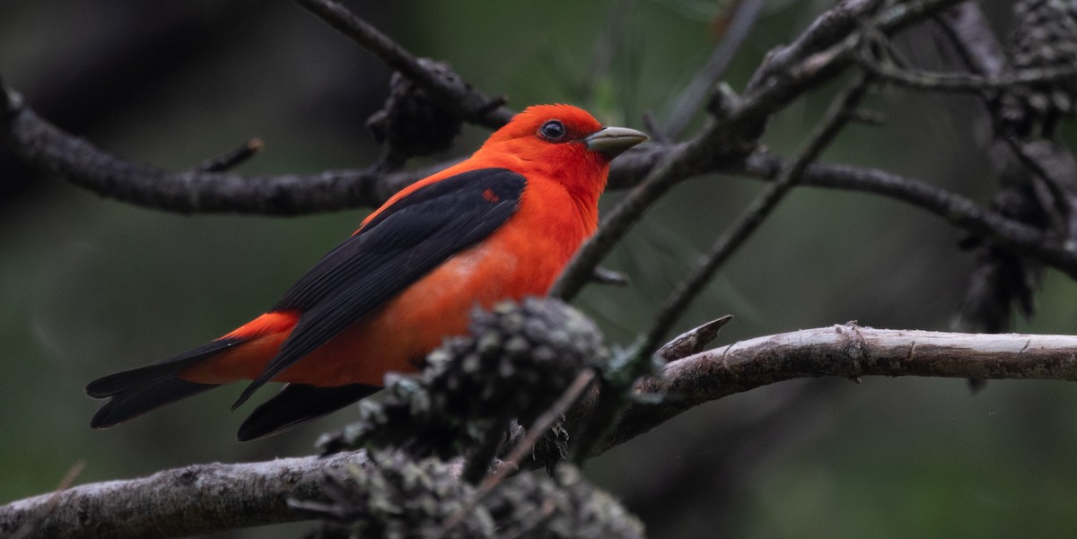 Scarlet Tanager - ML618615081
