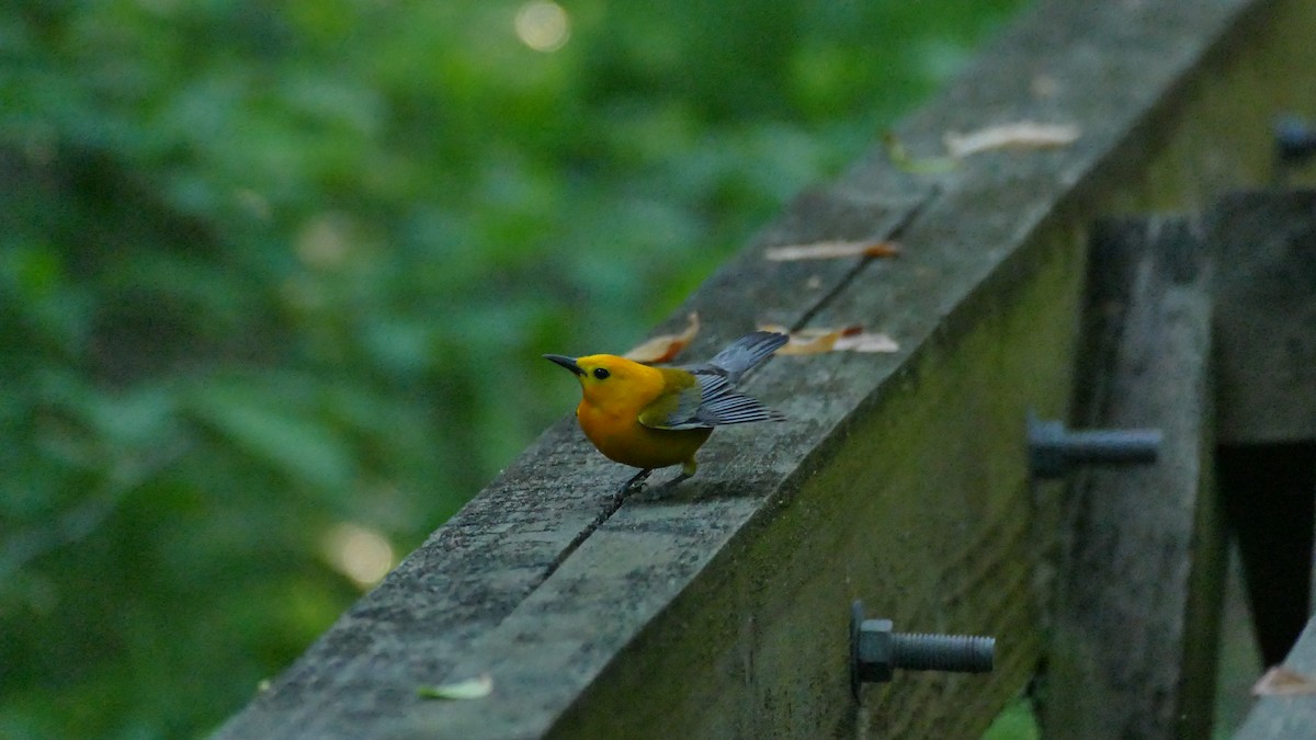 Prothonotary Warbler - ML618615082