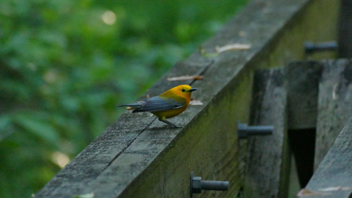 Prothonotary Warbler - ML618615090