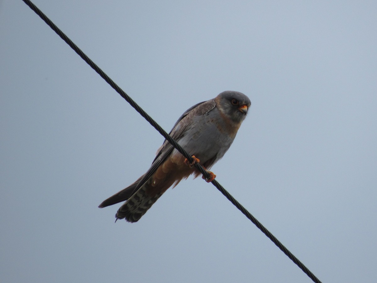 Red-footed Falcon - ML618615096