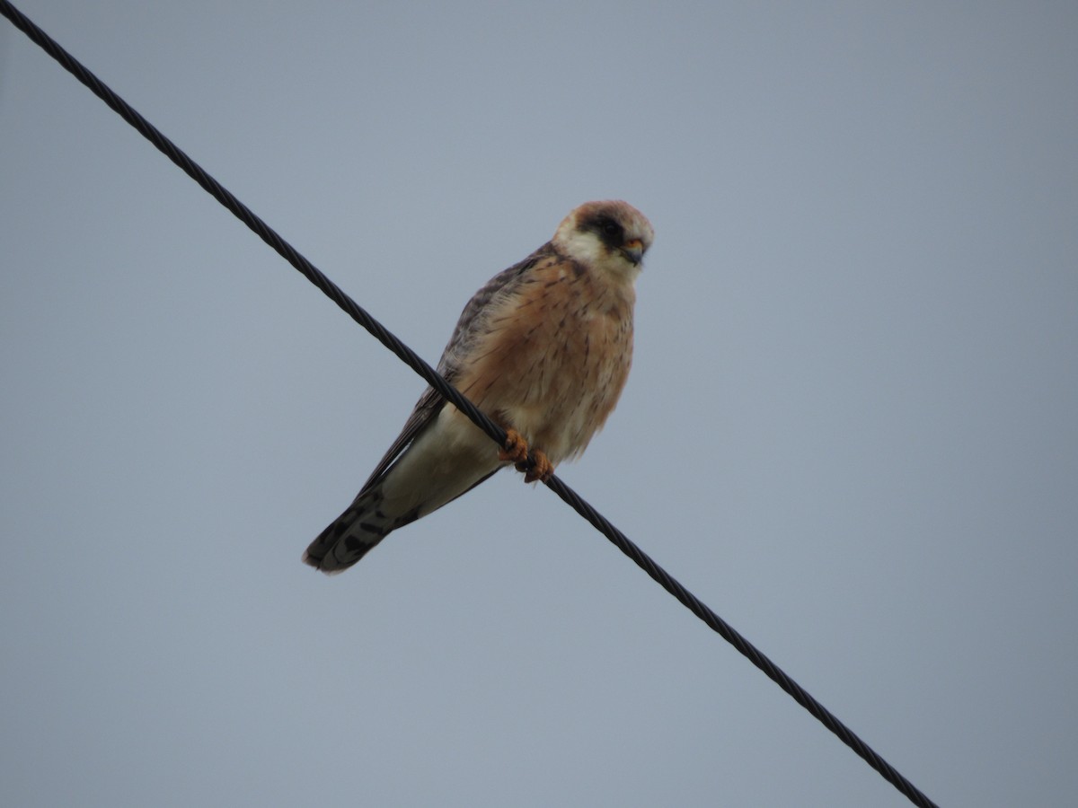 Red-footed Falcon - ML618615107