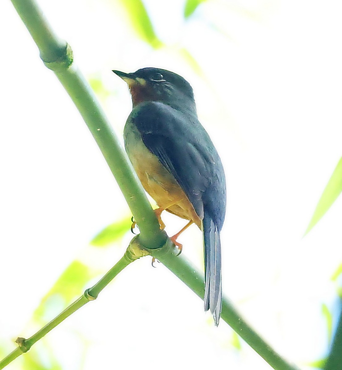 Rufous-throated Solitaire - ML618615130