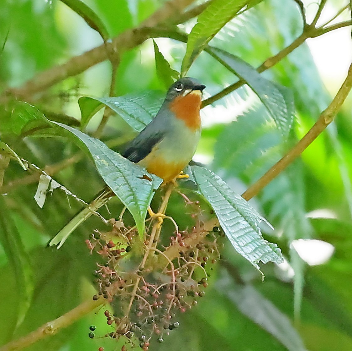 Rufous-throated Solitaire - ML618615131