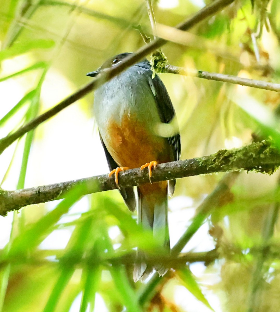 Rufous-throated Solitaire - ML618615134