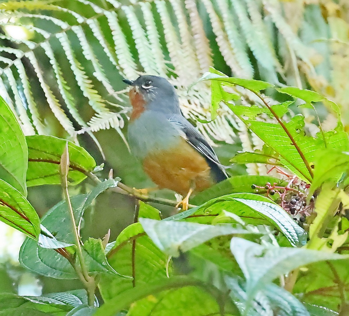 Rufous-throated Solitaire - ML618615135