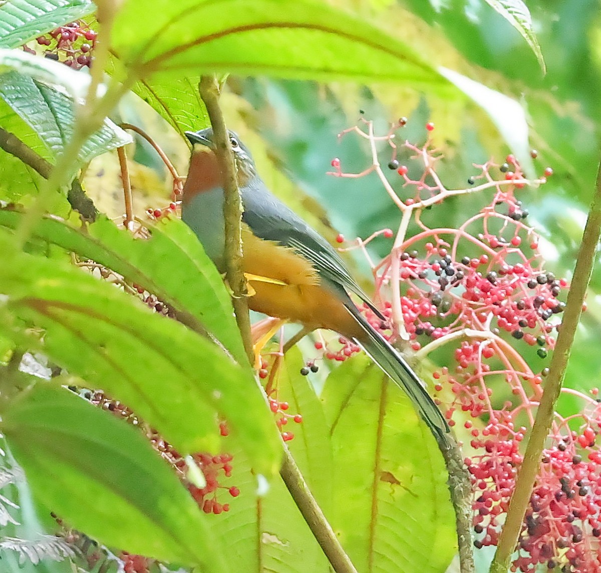 Rufous-throated Solitaire - ML618615136