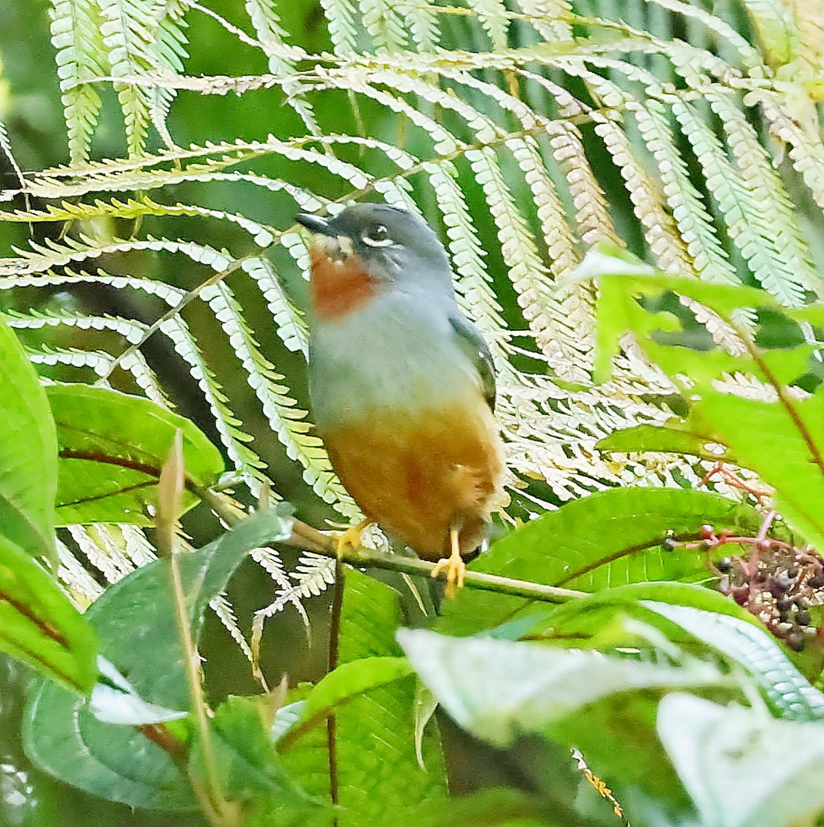 Rufous-throated Solitaire - ML618615137