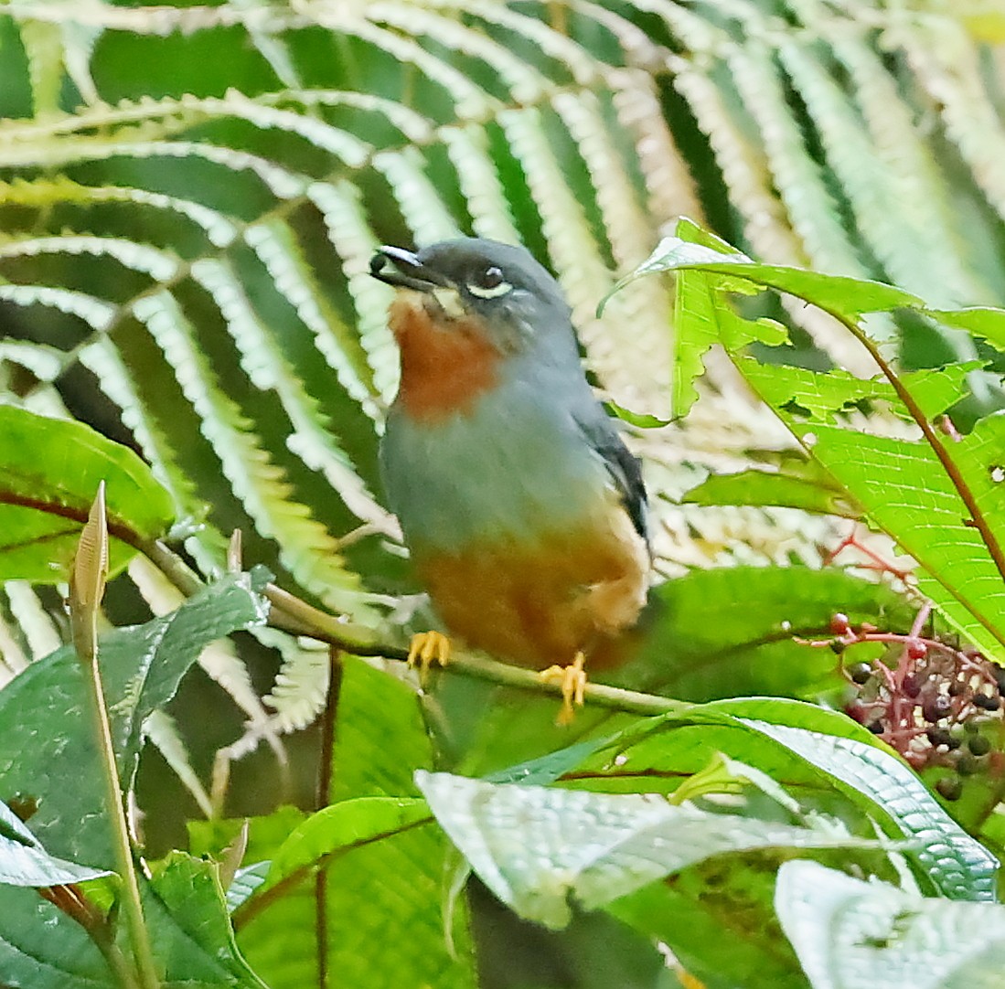 Rufous-throated Solitaire - ML618615138