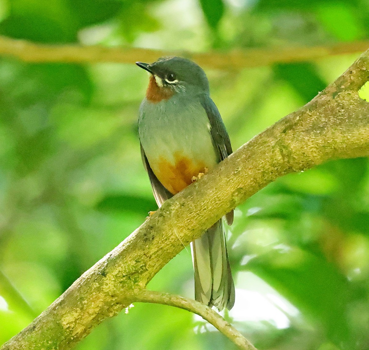 Rufous-throated Solitaire - ML618615139