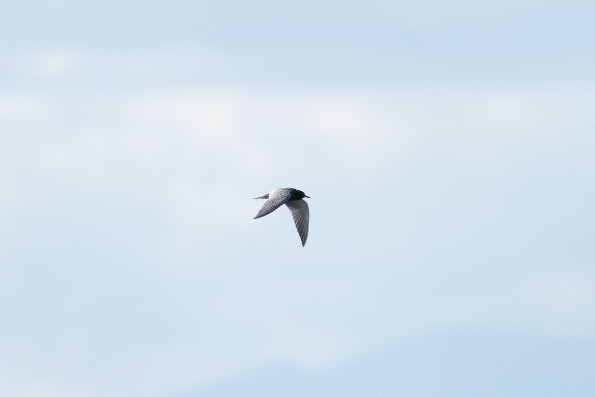 Black Tern - ML618615148