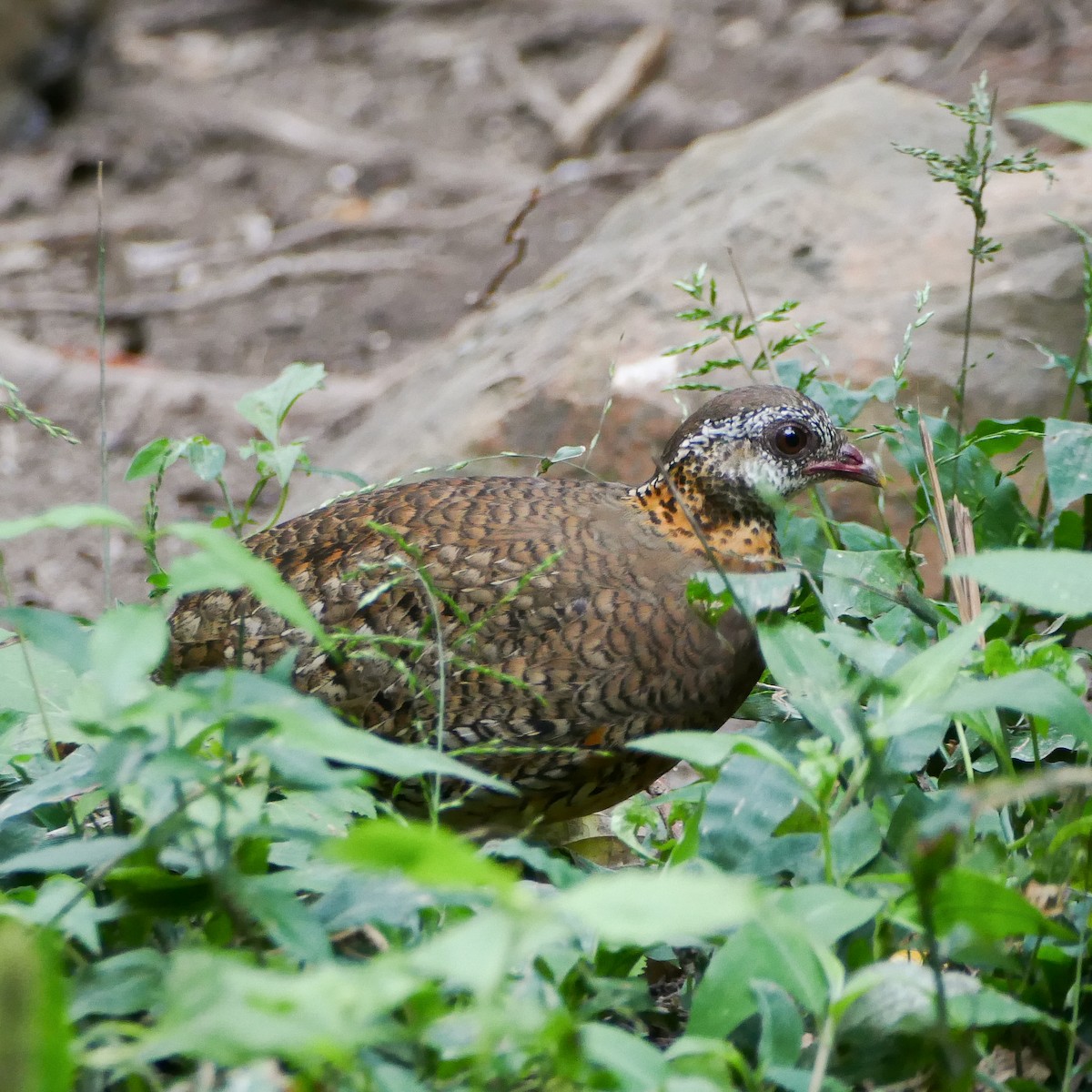 Scaly-breasted Partridge - ML618615151