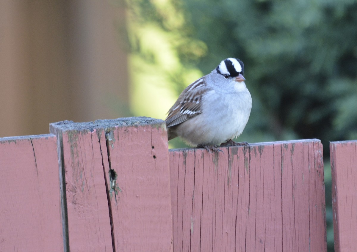 White-crowned Sparrow - ML618615155