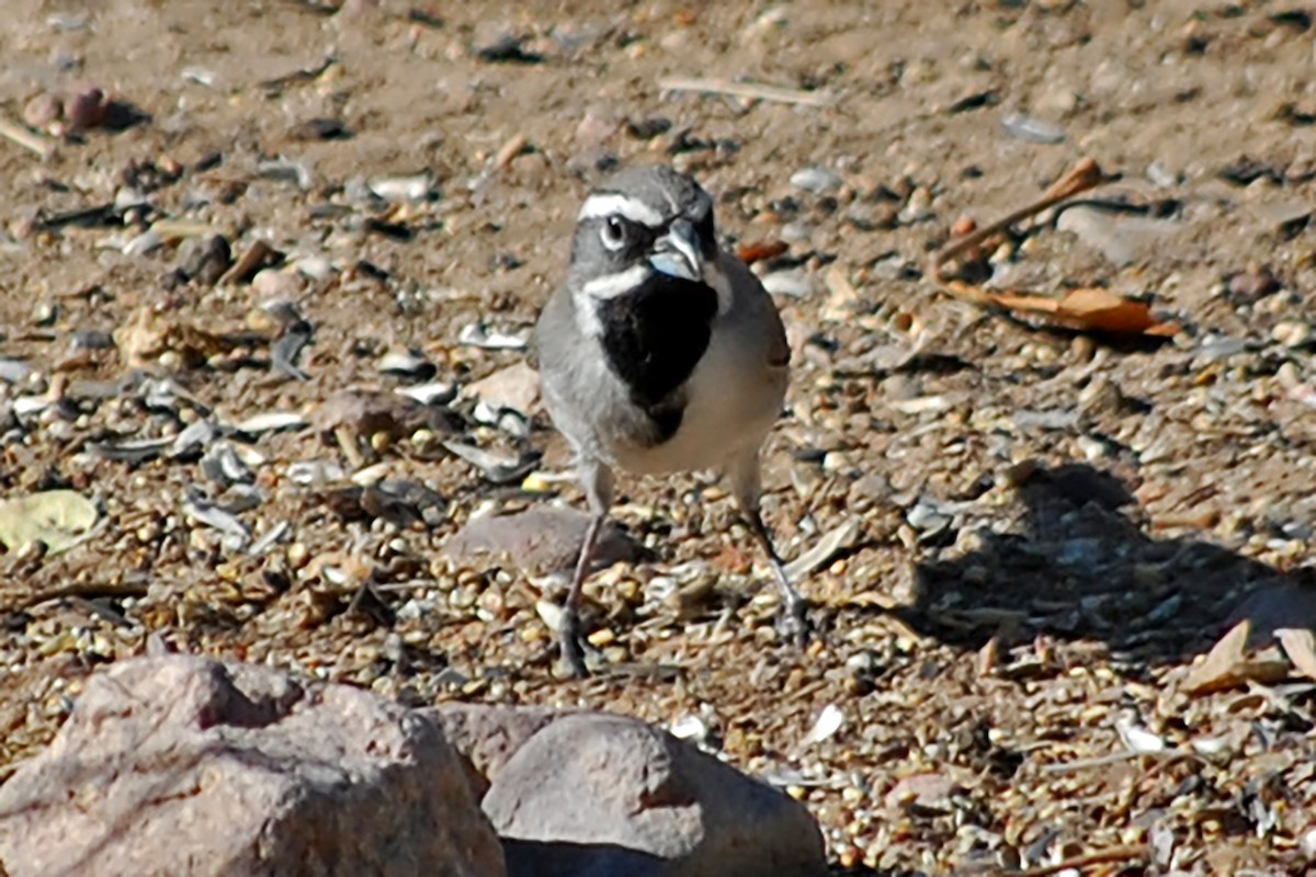 Black-throated Sparrow - ML618615171