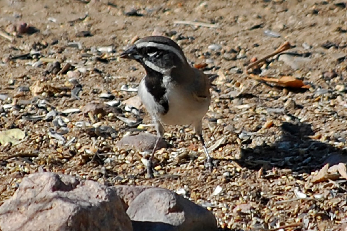 Black-throated Sparrow - ML618615172