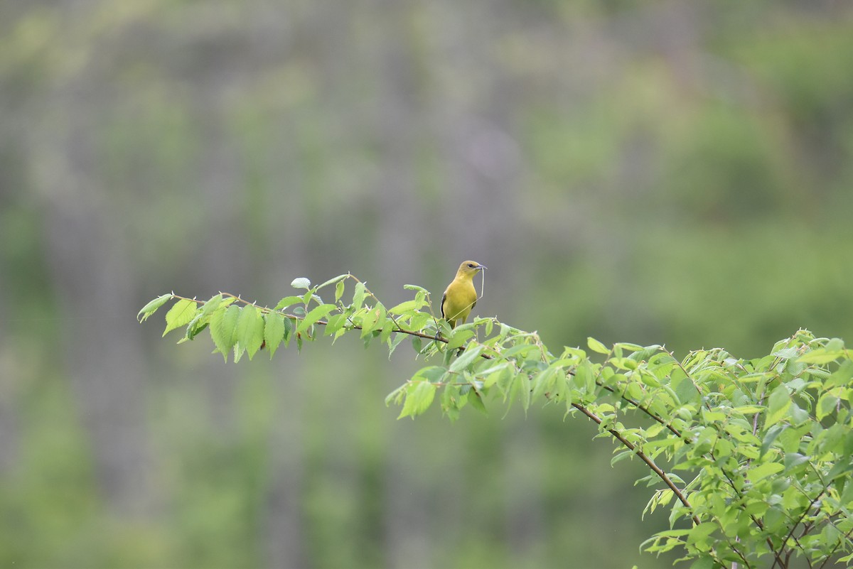 Orchard Oriole - ML618615173