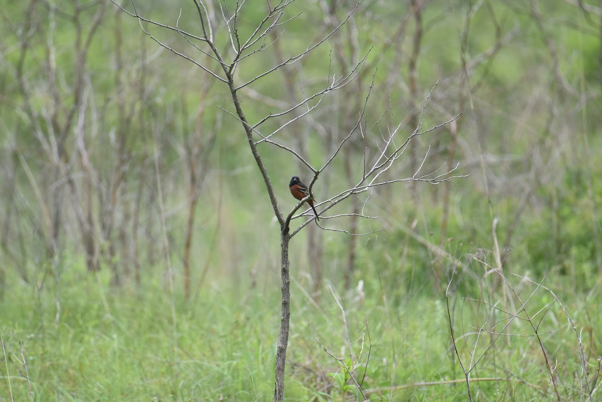 Orchard Oriole - ML618615191