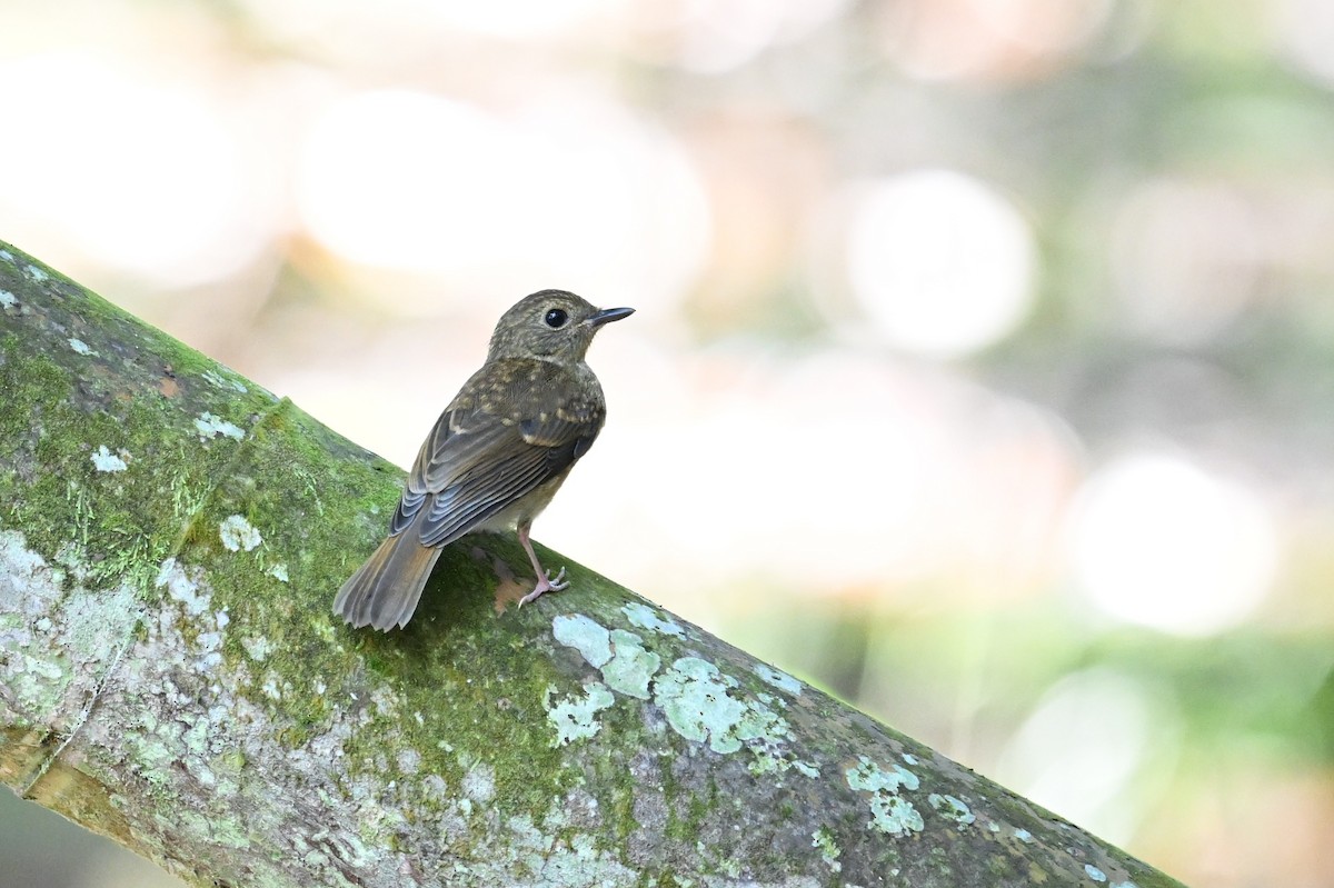 Fulvous-chested Jungle Flycatcher - ML618615223