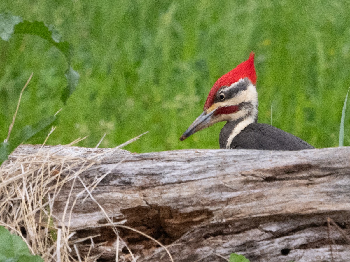 Pileated Woodpecker - ML618615238