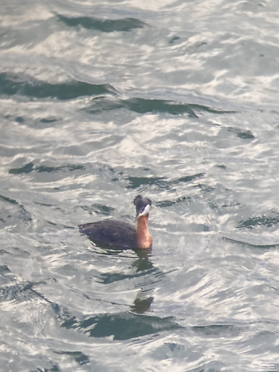 Red-necked Grebe - ML618615243
