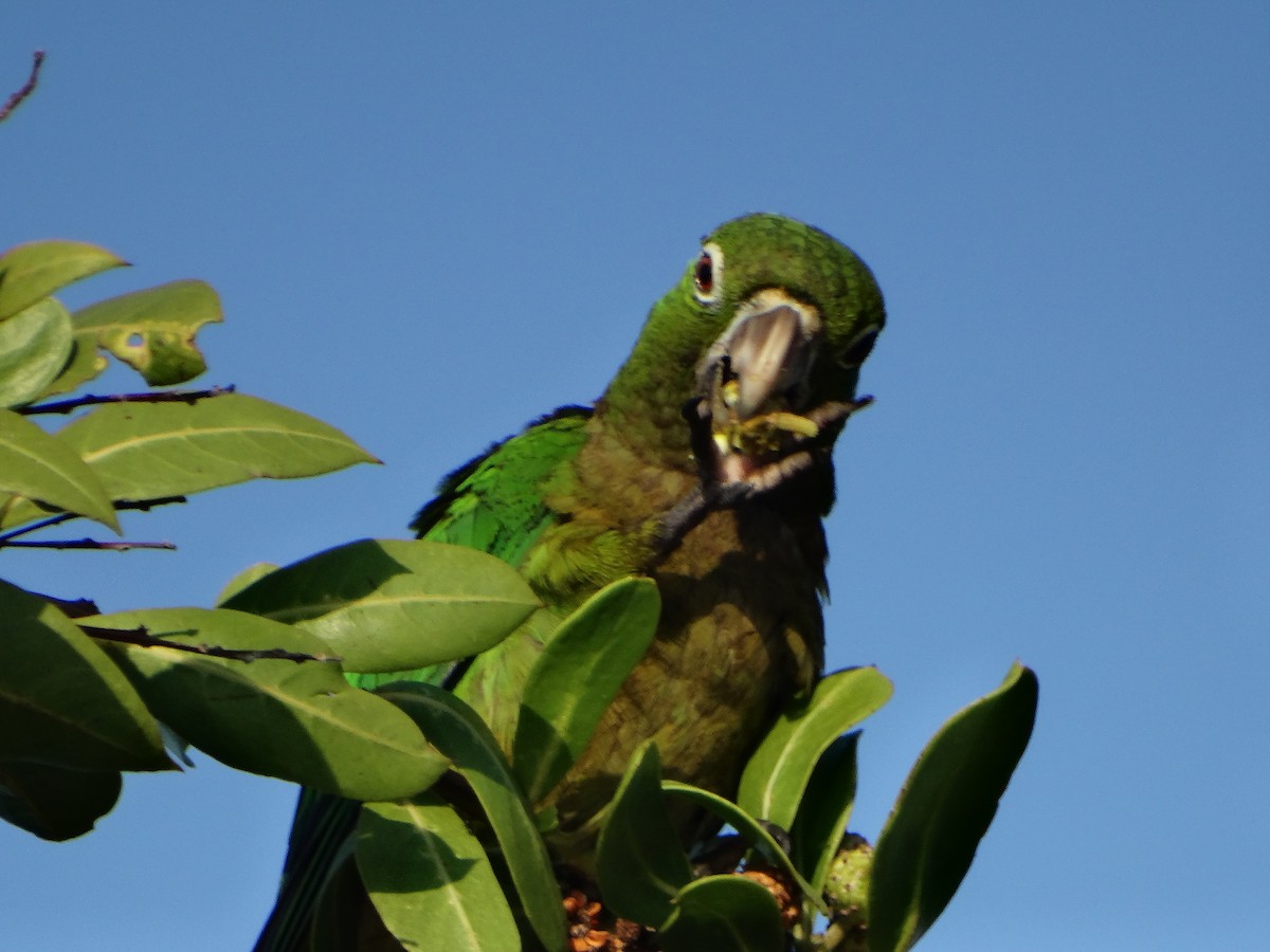 Olive-throated Parakeet - ML618615250