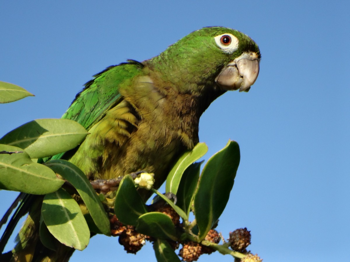 Olive-throated Parakeet - Mauricio Ruvalcaba
