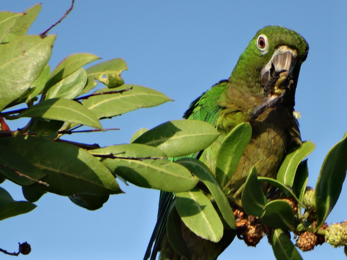 Olive-throated Parakeet - ML618615252