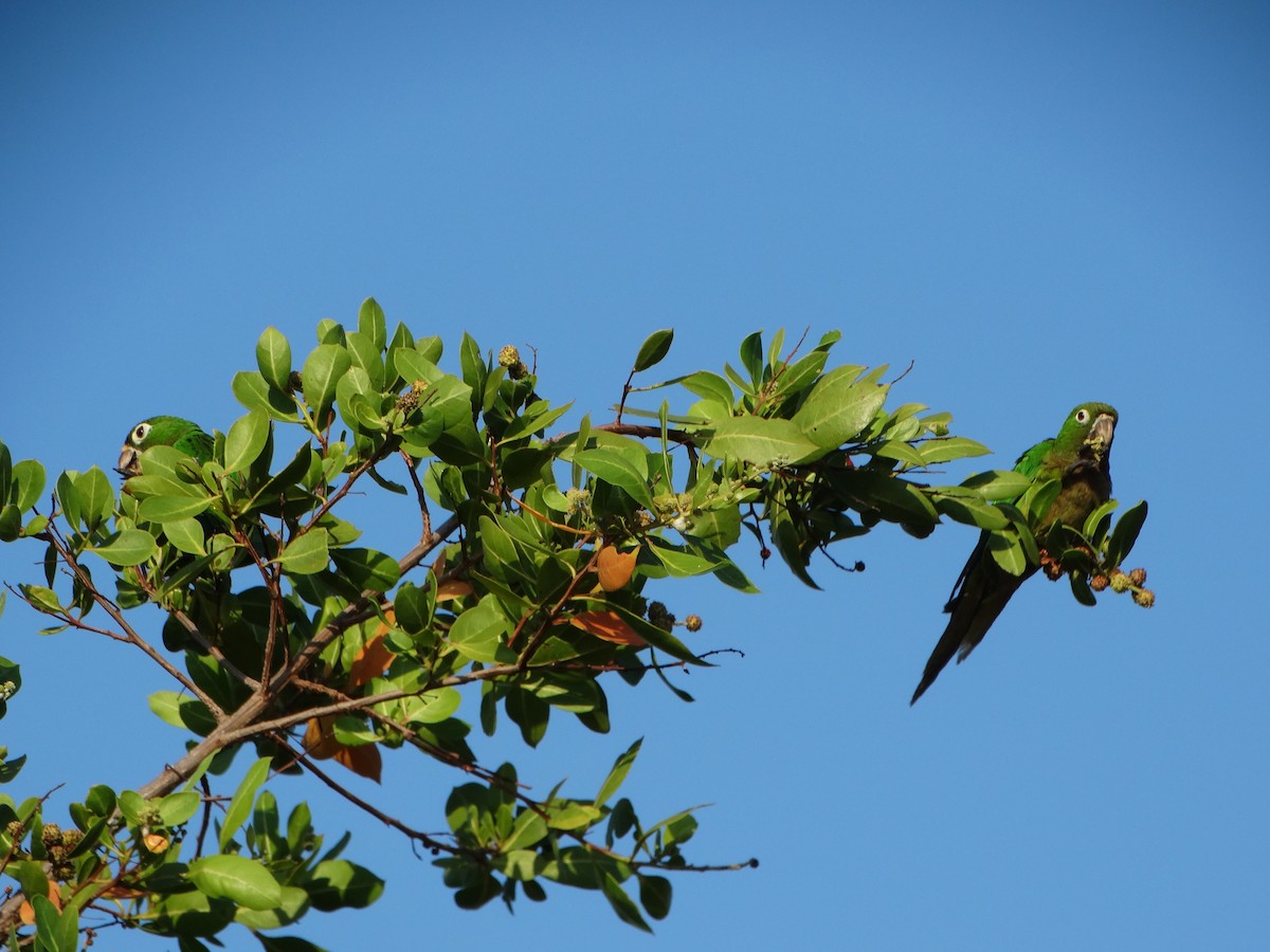 Olive-throated Parakeet - ML618615253