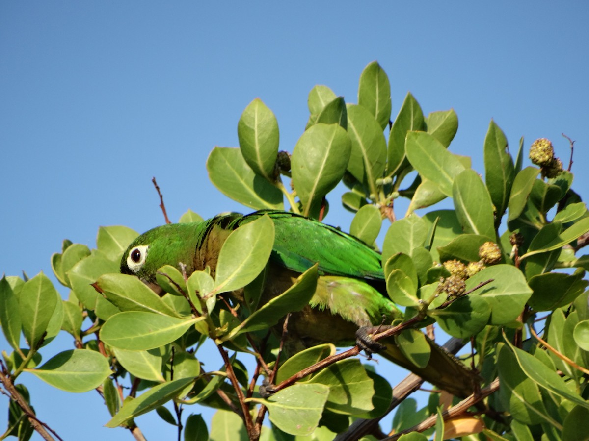 Olive-throated Parakeet - ML618615254