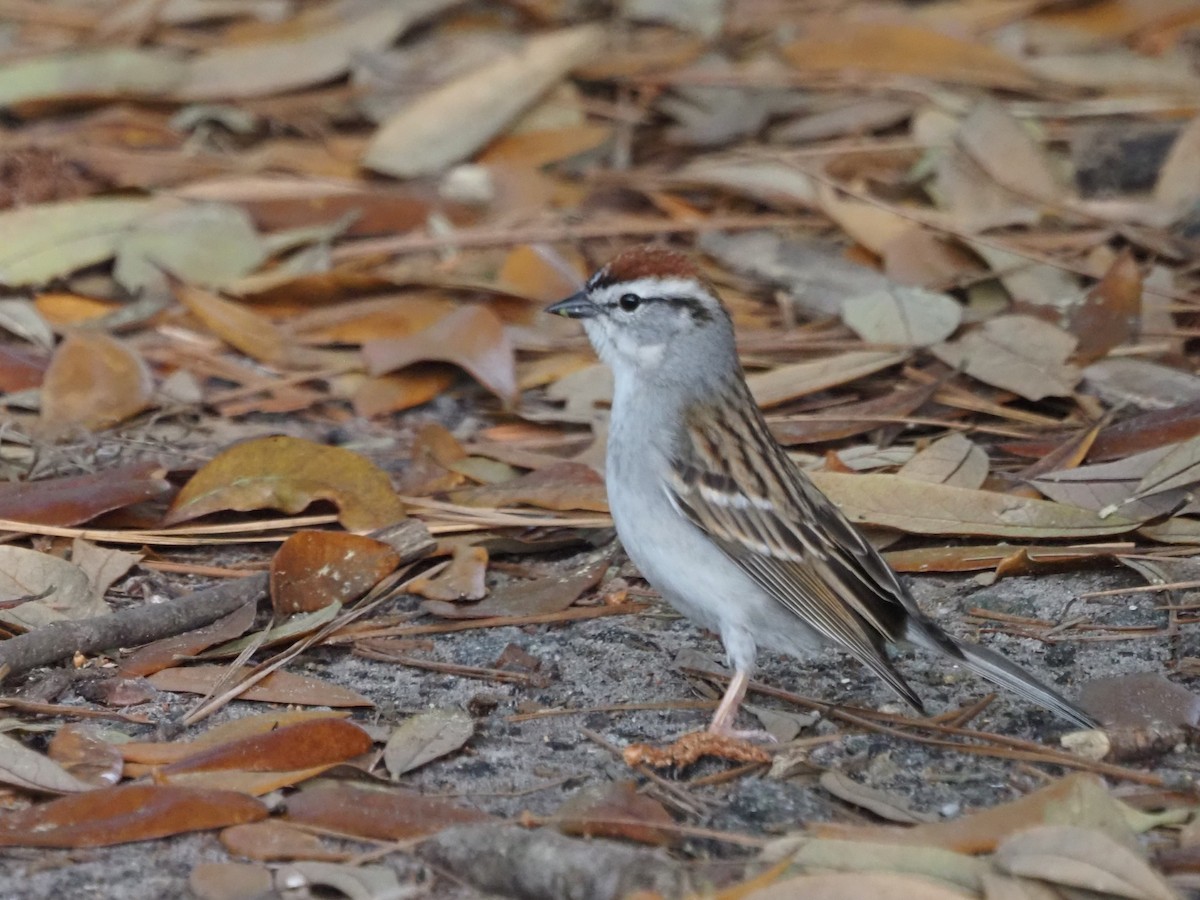 Chipping Sparrow - ML618615275