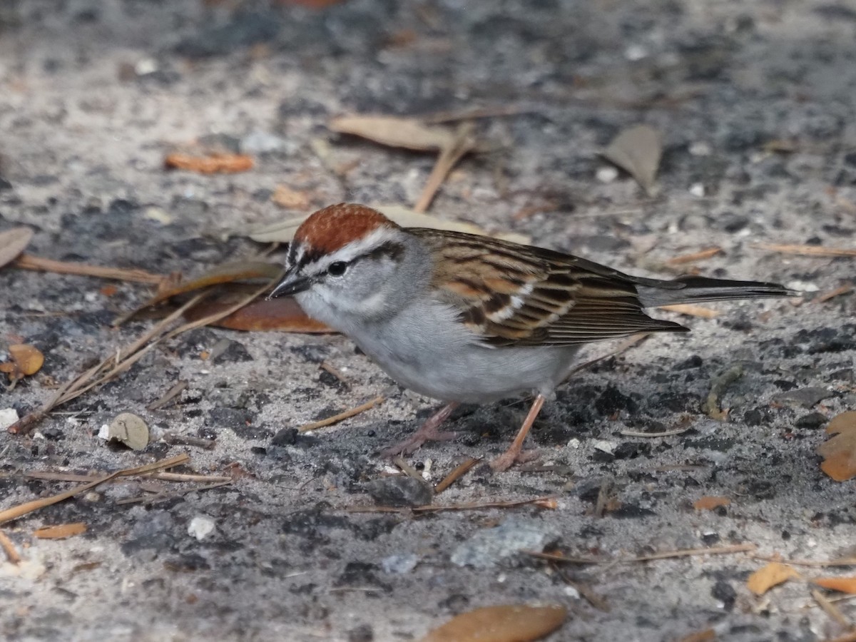 Chipping Sparrow - ML618615278