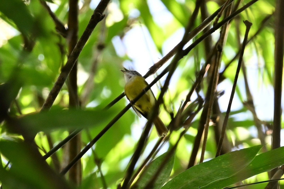 Yellow-bellied Warbler - ML618615356