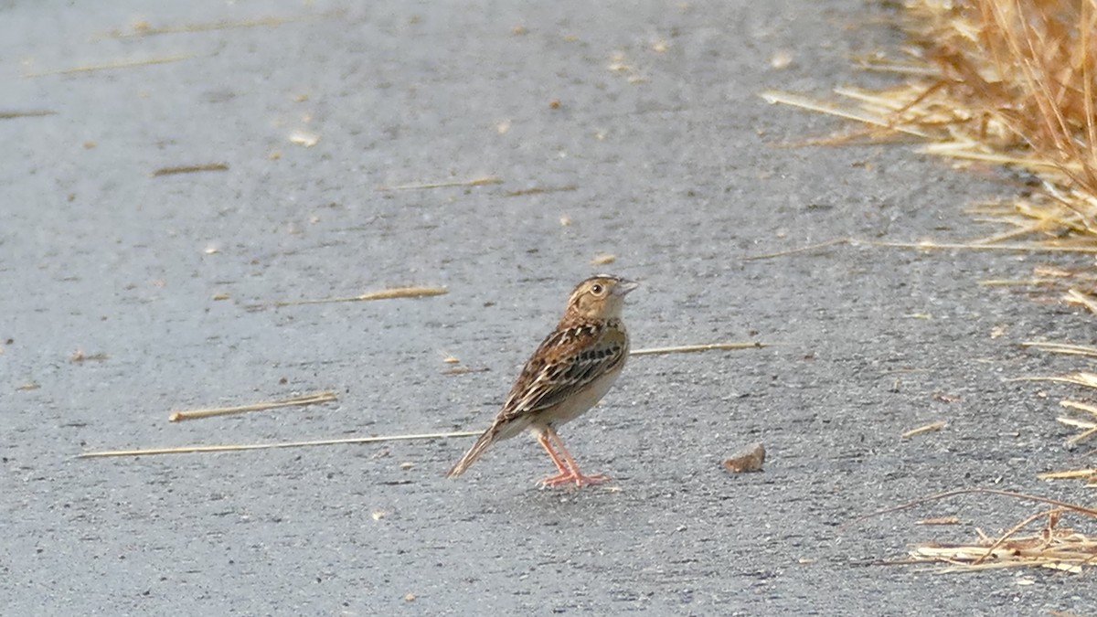 Grasshopper Sparrow - ML618615413