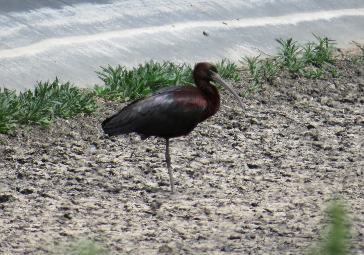 ibis hnědý - ML618615435