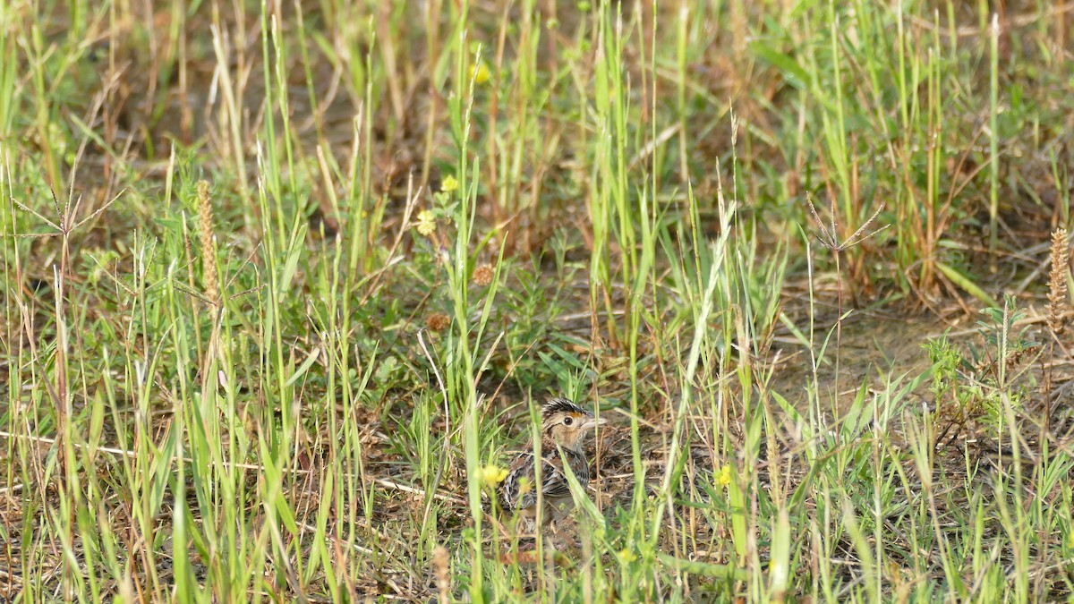 Grasshopper Sparrow - ML618615445