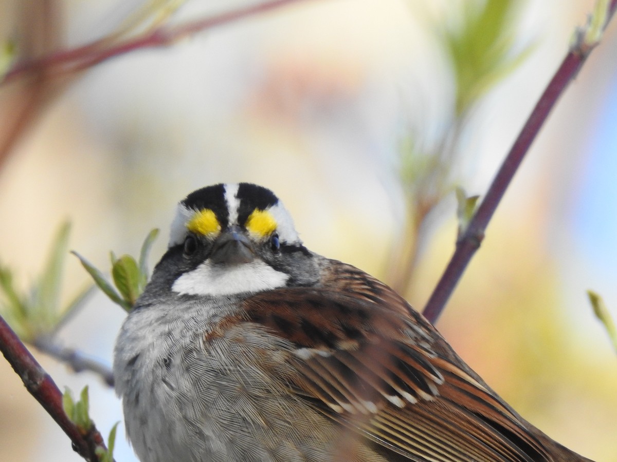 White-throated Sparrow - ML618615457