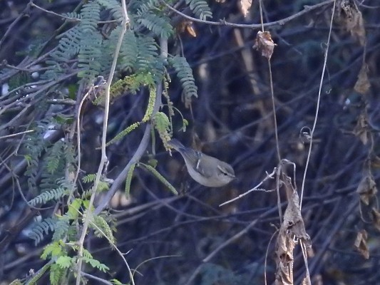 Hume's Warbler - ML618615460