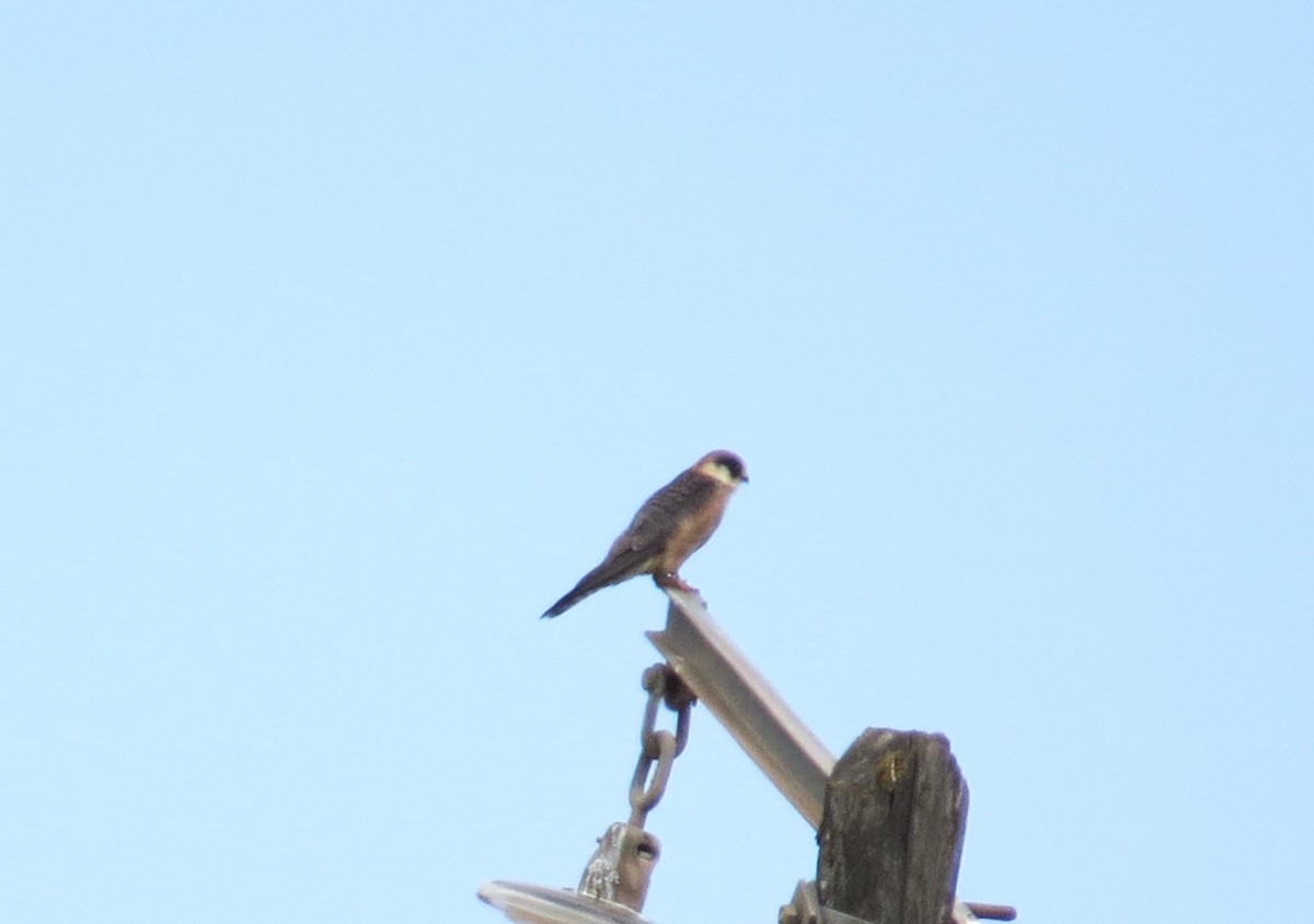 Red-footed Falcon - ML618615463