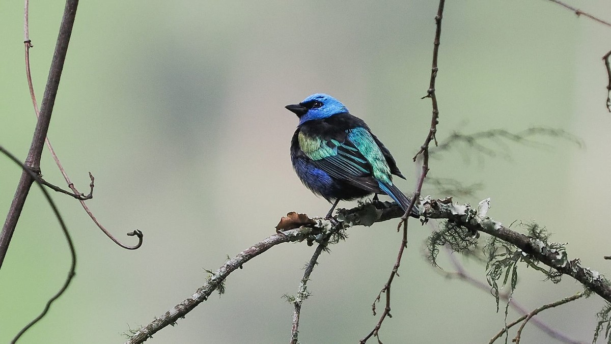 Blue-necked Tanager - ML618615479