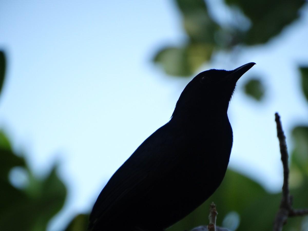 Pájaro Gato Negro - ML618615482