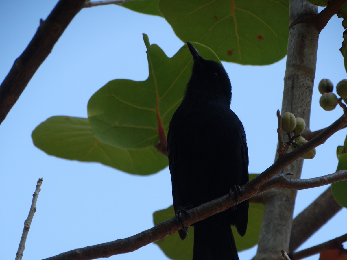 Black Catbird - ML618615483