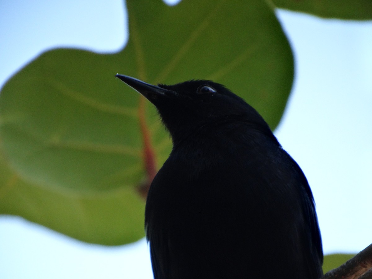 Black Catbird - ML618615487