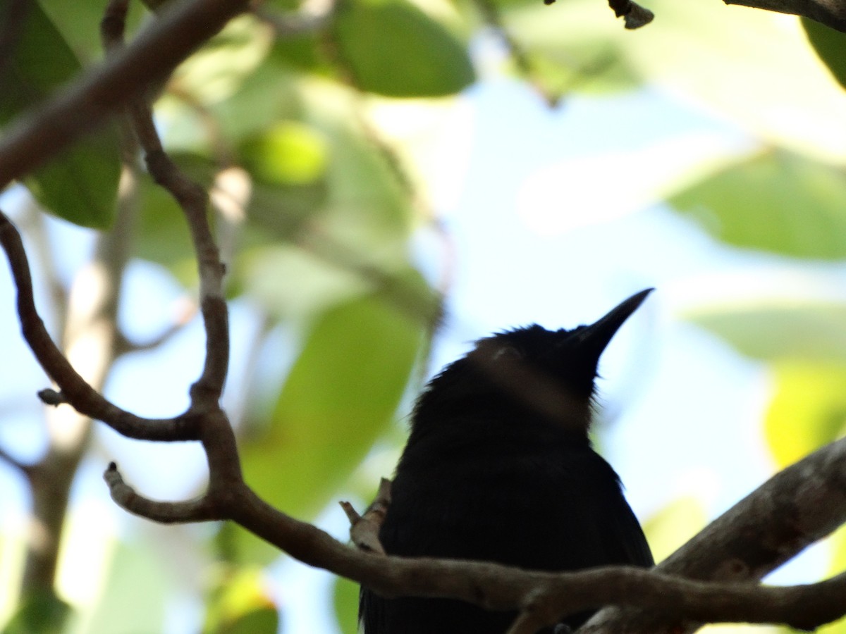 Pájaro Gato Negro - ML618615488