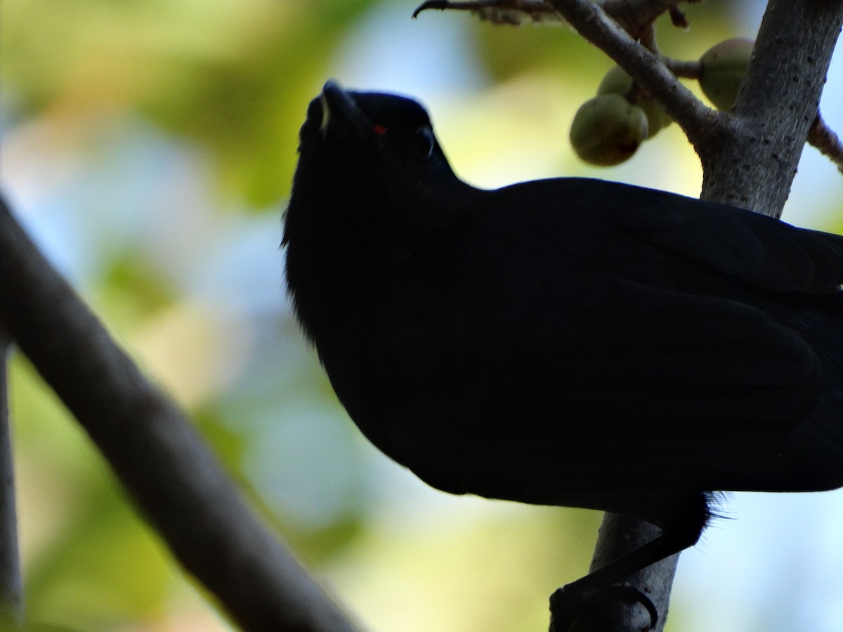 Black Catbird - ML618615489