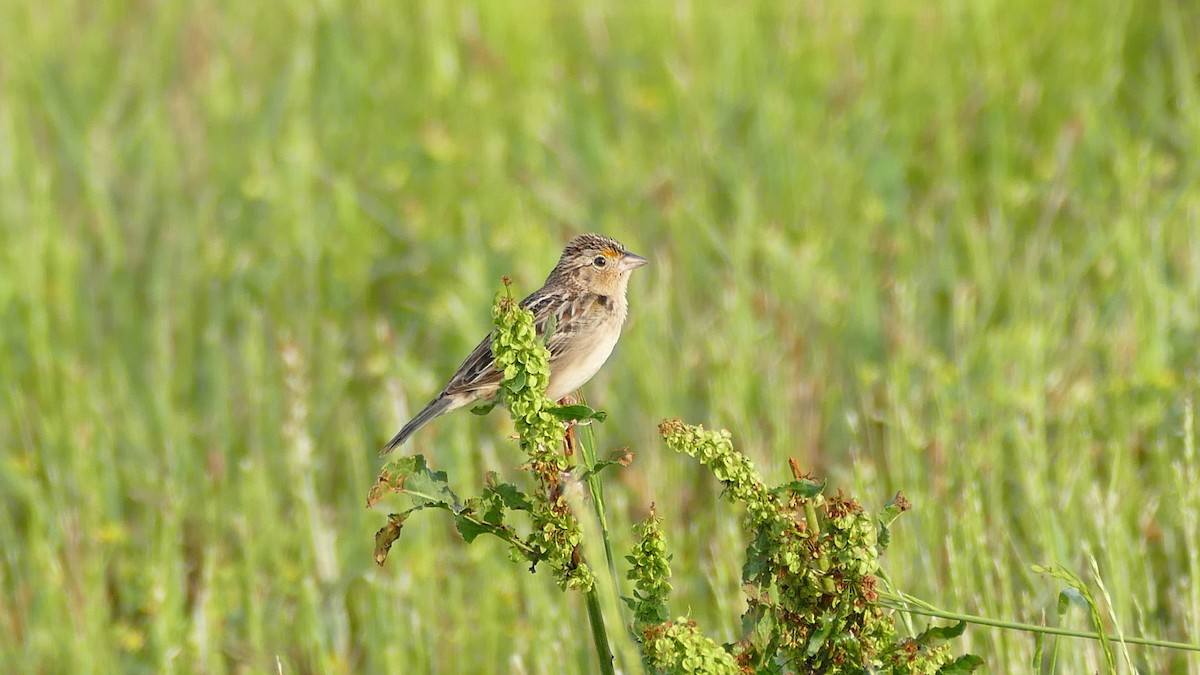 Grasshopper Sparrow - ML618615510