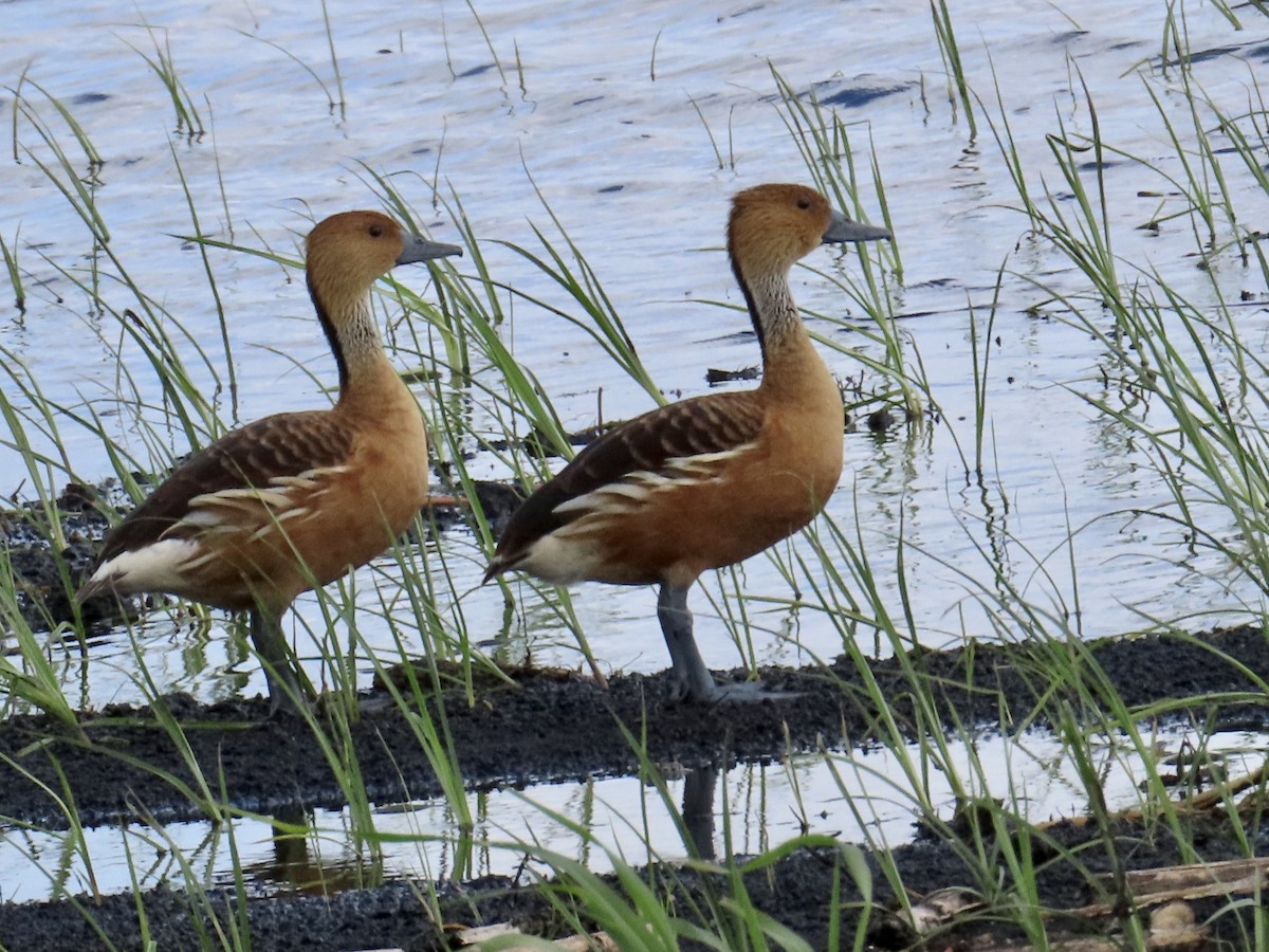 Fulvous Whistling-Duck - ML618615519