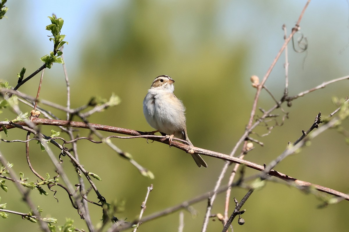Clay-colored Sparrow - ML618615531